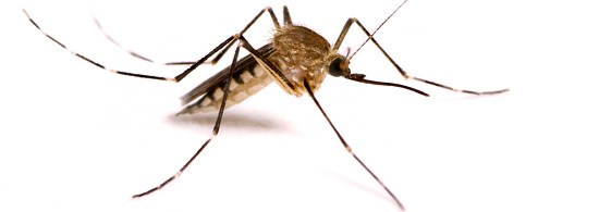 Уничтожение комаров. Борьба с комарами. Обработка от комаров.