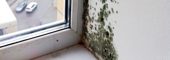 Как вывести грибок на стенах в домашних условиях: самые действенные способы