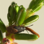 Nysius groenlandicus