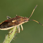 Maccevethus corsicus corsicus