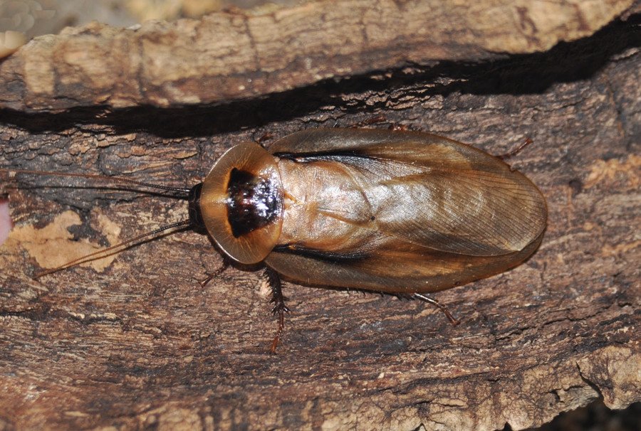 Какие бывают тараканы? | Блог компании Parazit.Pro