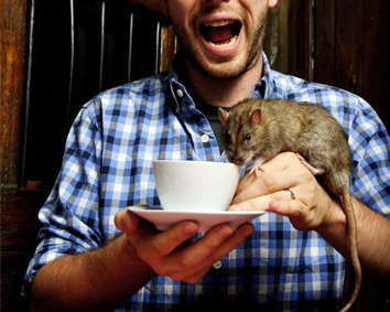 Мыши, крысы в кафе