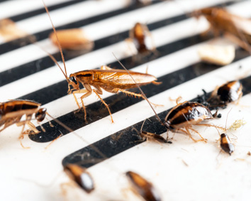Уничтожение тараканов в ресторане в сложном случае