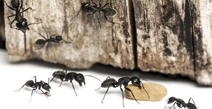 Если в квартире завелись черные большие муравьи