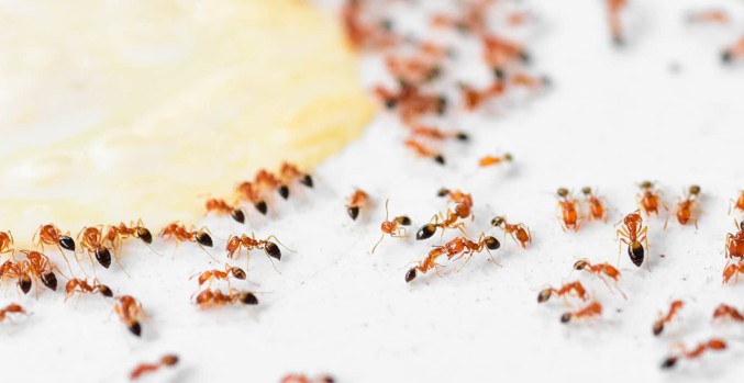 Уничтожение муравьев в квартире, доме, на участке, на кухне