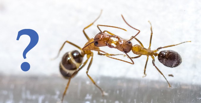 Откуда берутся красные домашние муравьи