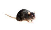 Услуга уничтожения крыс в Черноголовке
