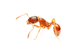 Услуга уничтожения муравьёв в Мытищах