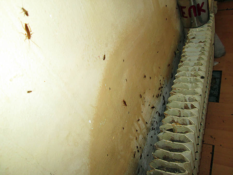 уничтожение тараканов в квартире
