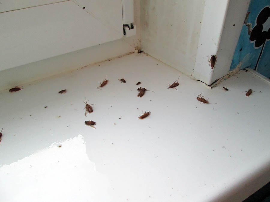 уничтожение тараканов в квартире