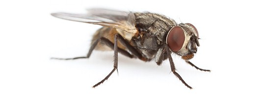 Уничтожение мух. Борьба с мухами